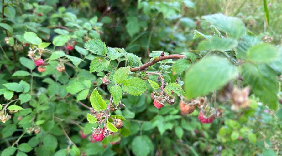 Wilde Himbeeren aus der Nähe fotografiert.